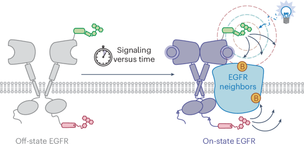 Temporal photoproximity labeling of ligand-activated EGFR neighborhoods using MultiMap