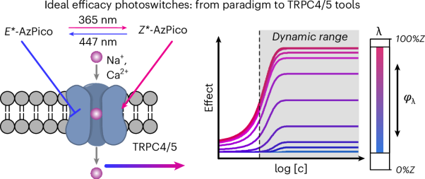 Ideal efficacy photoswitching for chromocontrol of TRPC4/5 channel functions in live tissues