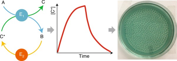 Complex dynamics in a two-enzyme reaction network with substrate competition