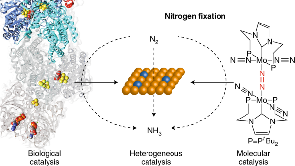Catalysts for nitrogen reduction to ammonia