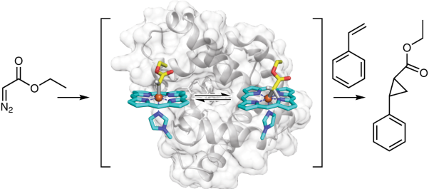 Capture and characterization of a reactive haem–carbenoid complex in an artificial metalloenzyme