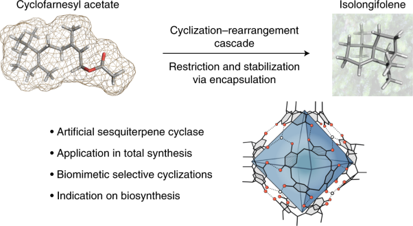 Sesquiterpene cyclizations catalysed inside the resorcinarene capsule and application in the short synthesis of isolongifolene and isolongifolenone