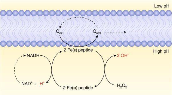 Prebiotic iron–sulfur peptide catalysts generate a pH gradient across model membranes of late protocells
