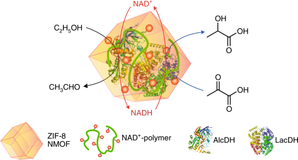 Biocatalytic cascades driven by enzymes encapsulated in metal–organic framework nanoparticles