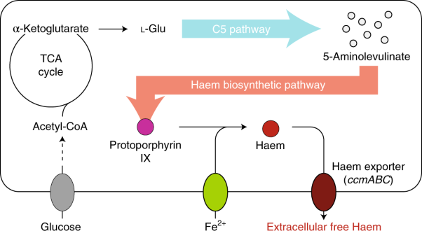 Metabolic engineering of <i>Escherichia coli</i> for secretory production of free haem