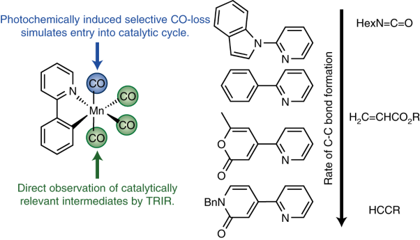 Mapping out the key carbon–carbon bond-forming steps in Mn-catalysed C–H functionalization