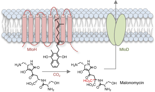 A vitamin K-dependent carboxylase orthologue is involved in antibiotic biosynthesis