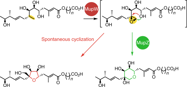 A Rieske oxygenase/epoxide hydrolase-catalysed reaction cascade creates oxygen heterocycles in mupirocin biosynthesis