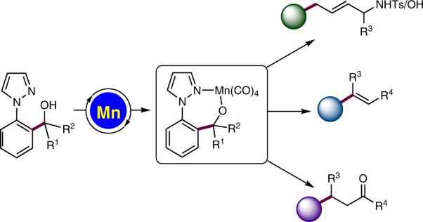 Versatile and robust C–C activation by chelation-assisted manganese catalysis