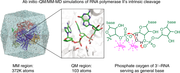 Intrinsic cleavage of RNA polymerase II adopts a nucleobase-independent mechanism assisted by transcript phosphate