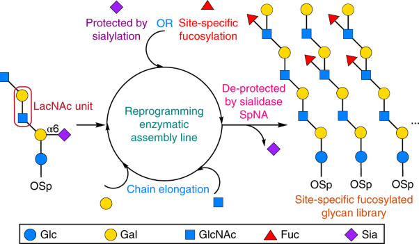 Reprogramming the enzymatic assembly line for site-specific fucosylation