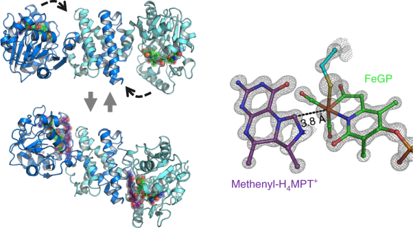 The atomic-resolution crystal structure of activated [Fe]-hydrogenase