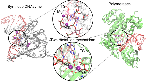 An artificial DNAzyme RNA ligase shows a reaction mechanism resembling that of cellular polymerases