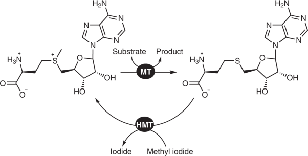 <i>S</i>-adenosylhomocysteine as a methyl transfer catalyst in biocatalytic methylation reactions