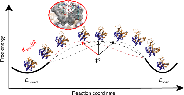 Probing the transition state in enzyme catalysis by high-pressure NMR dynamics