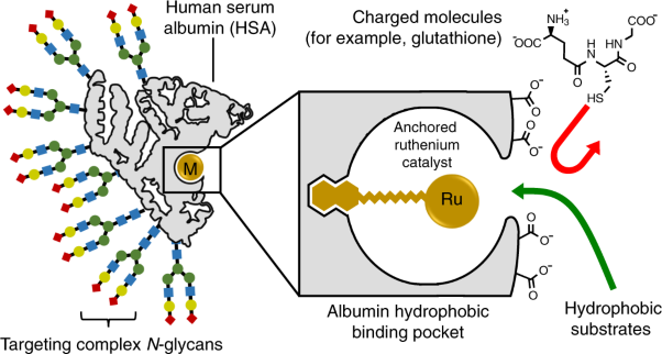 Biocompatibility and therapeutic potential of glycosylated albumin artificial metalloenzymes
