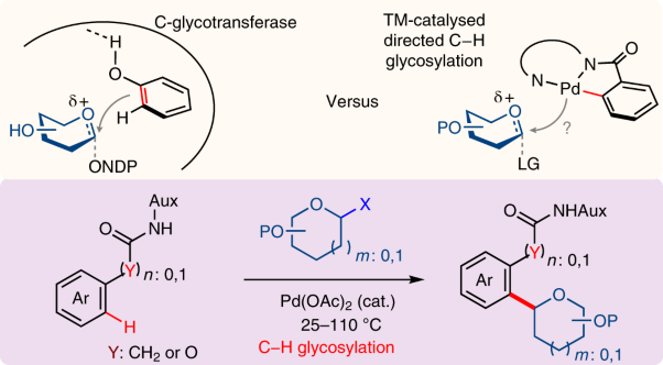 Palladium-catalysed C−H glycosylation for synthesis of C-aryl glycosides
