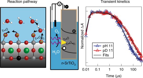 Selecting between two transition states by which water oxidation intermediates decay on an oxide surface