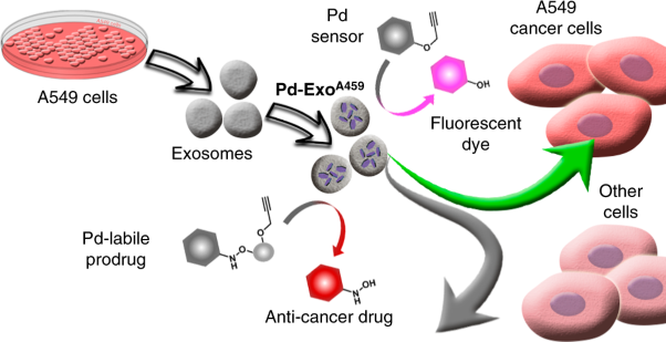 Cancer-derived exosomes loaded with ultrathin palladium nanosheets for targeted bioorthogonal catalysis