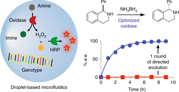 Ultrahigh-throughput screening enables efficient single-round oxidase remodelling