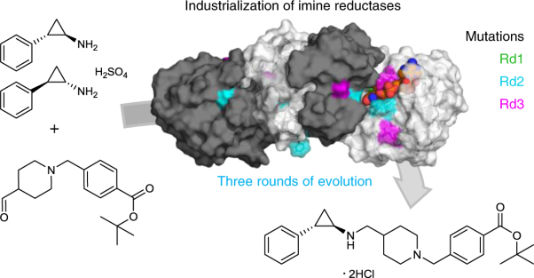 Chiral synthesis of LSD1 inhibitor GSK2879552 enabled by directed evolution of an imine reductase