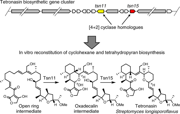 Unexpected enzyme-catalysed [4+2] cycloaddition and rearrangement in polyether antibiotic biosynthesis