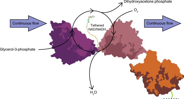 Engineered enzymes that retain and regenerate their cofactors enable continuous-flow biocatalysis