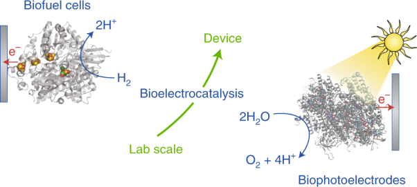Bioelectrocatalysis as the basis for the design of enzyme-based biofuel cells and semi-artificial biophotoelectrodes