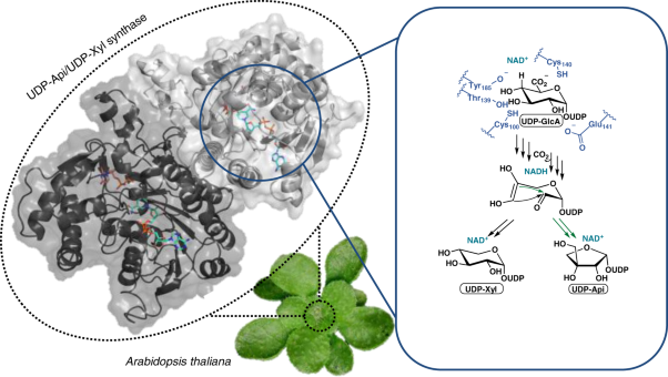 Deciphering the enzymatic mechanism of sugar ring contraction in UDP-apiose biosynthesis