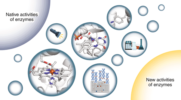 Engineering new catalytic activities in enzymes