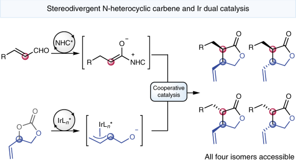 Diastereodivergent synthesis of enantioenriched α,β-disubstituted γ-butyrolactones via cooperative N-heterocyclic carbene and Ir catalysis