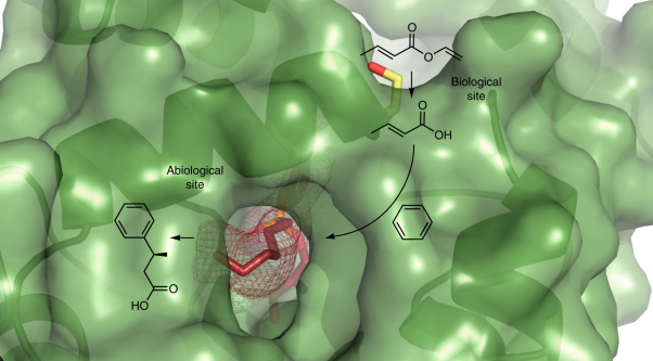 Genetically engineered proteins with two active sites for enhanced biocatalysis and synergistic chemo- and biocatalysis