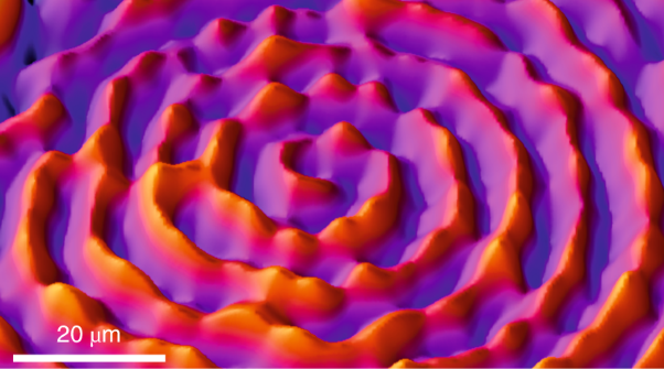 Imaging the dynamics of catalysed surface reactions by in situ scanning electron microscopy