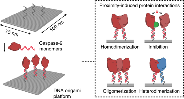Proximity-induced caspase-9 activation on a DNA origami-based synthetic apoptosome