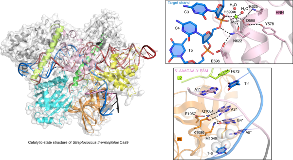 Catalytic-state structure and engineering of <i>Streptococcus thermophilus</i> Cas9