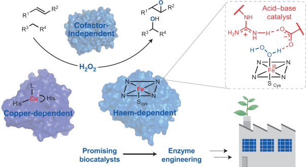 Current state and future perspectives of engineered and artificial peroxygenases for the oxyfunctionalization of organic molecules