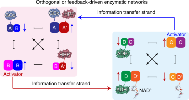 Controlling biocatalytic cascades with enzyme–DNA dynamic networks