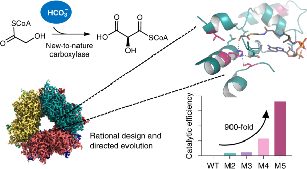 A new-to-nature carboxylation module to improve natural and synthetic CO<sub>2</sub> fixation