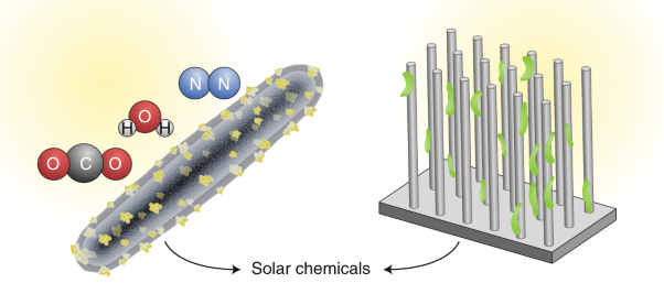 Photosynthetic semiconductor biohybrids for solar-driven biocatalysis