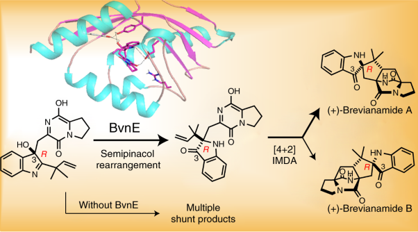 Fungal-derived brevianamide assembly by a stereoselective semipinacolase