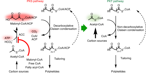 A polyketoacyl-CoA thiolase-dependent pathway for the synthesis of polyketide backbones