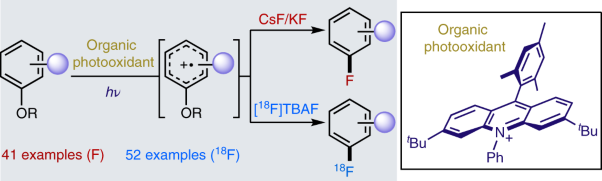 <sup>19</sup>F- and <sup>18</sup>F-arene deoxyfluorination via organic photoredox-catalysed polarity-reversed nucleophilic aromatic substitution