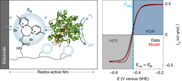 Reversible H<sub>2</sub> oxidation and evolution by hydrogenase embedded in a redox polymer film