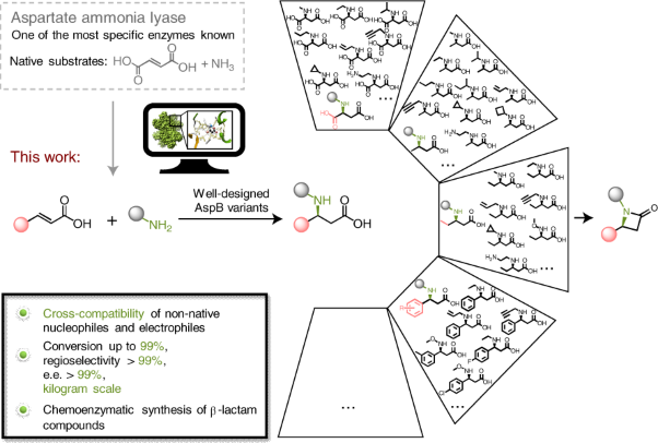 Development of a versatile and efficient C–N lyase platform for asymmetric hydroamination via computational enzyme redesign