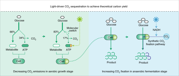 Light-driven CO<sub>2</sub> sequestration in <i>Escherichia coli</i> to achieve theoretical yield of chemicals