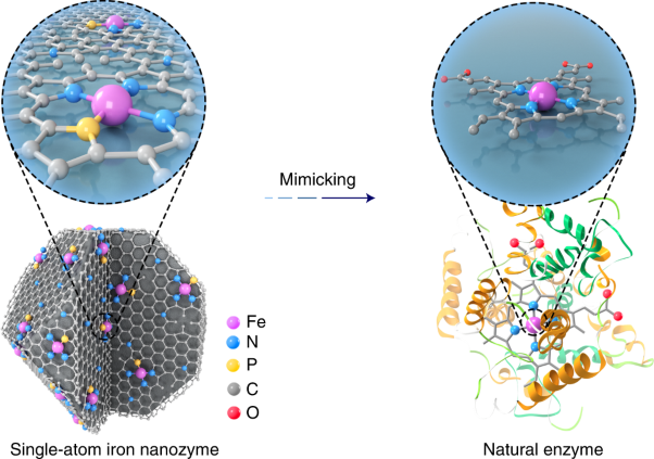 Matching the kinetics of natural enzymes with a single-atom iron nanozyme