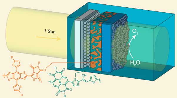 A semiconducting polymer bulk heterojunction photoanode for solar water oxidation