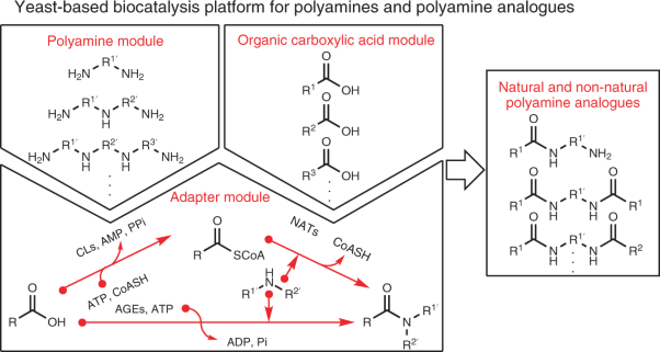 Engineering yeast metabolism for the discovery and production of polyamines and polyamine analogues