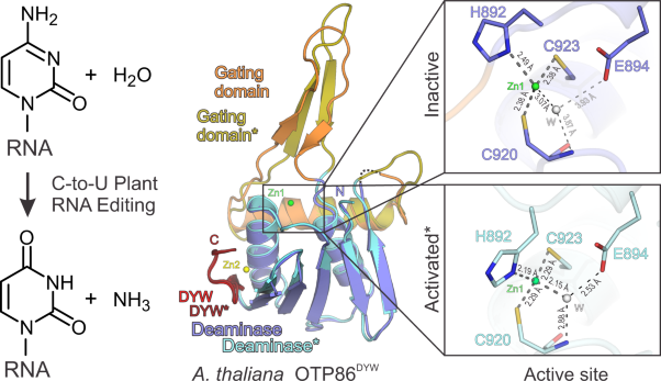 DYW domain structures imply an unusual regulation principle in plant organellar RNA editing catalysis