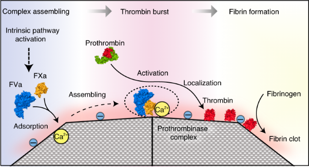 Unusual zymogen activation patterns in the protein corona of Ca-zeolites